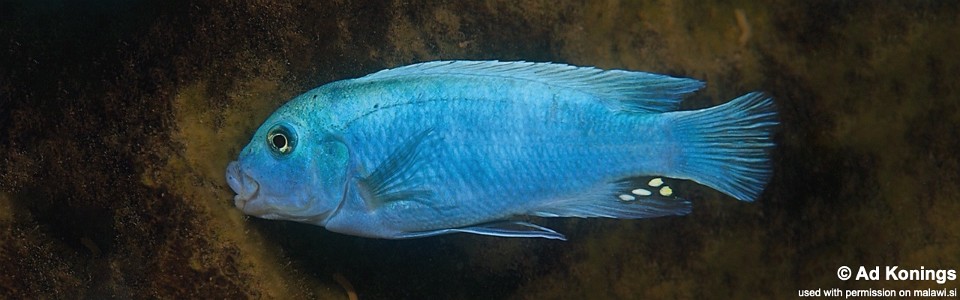 Maylandia callainos 'Maleri Island'<br><font color=gray>Metriaclima callainos 'Maleri Island'</font>